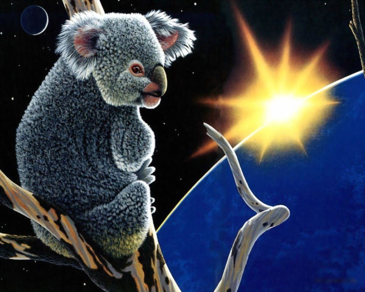 Koala wallpaper Wallpapers – HD Wallpapers 3134