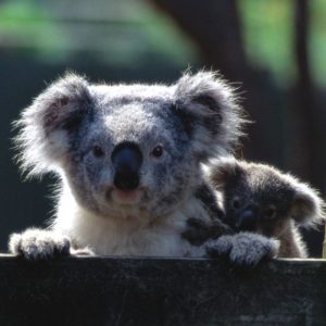 download Koala Wallpaper | Animals Wallpapers Gallery | PC Desktop Wallpaper