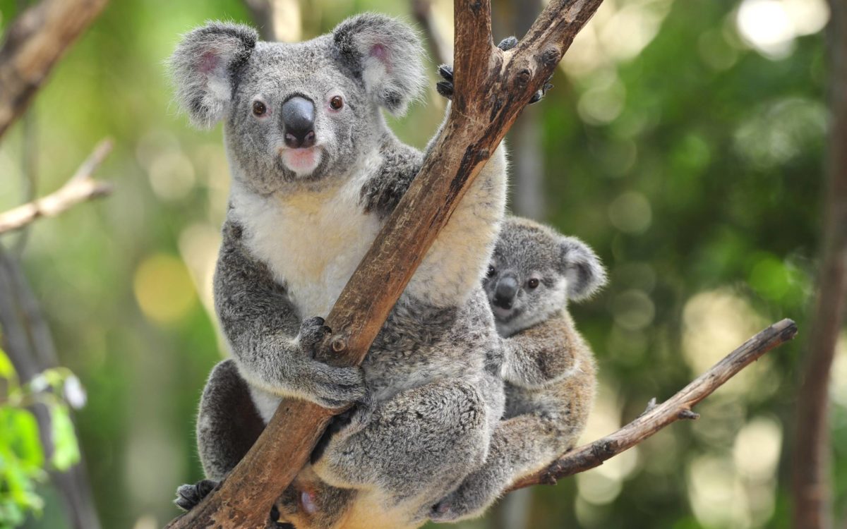 Wallpapers For > Cute Koala Wallpaper