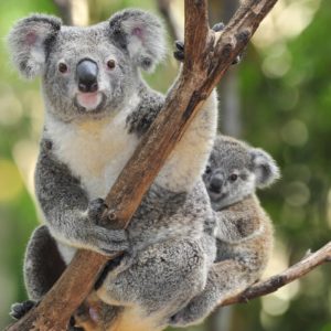 download Wallpapers For > Cute Koala Wallpaper