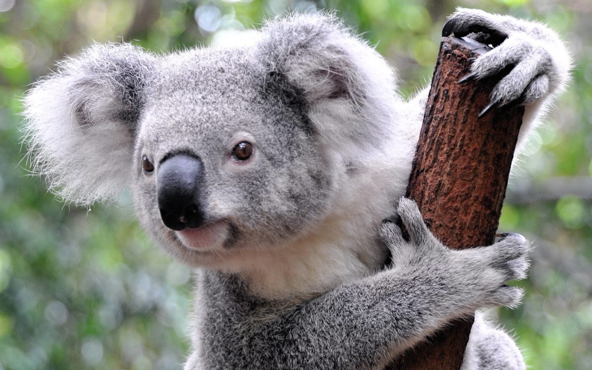 Koala Computer (id: 168801) | WallPho.com