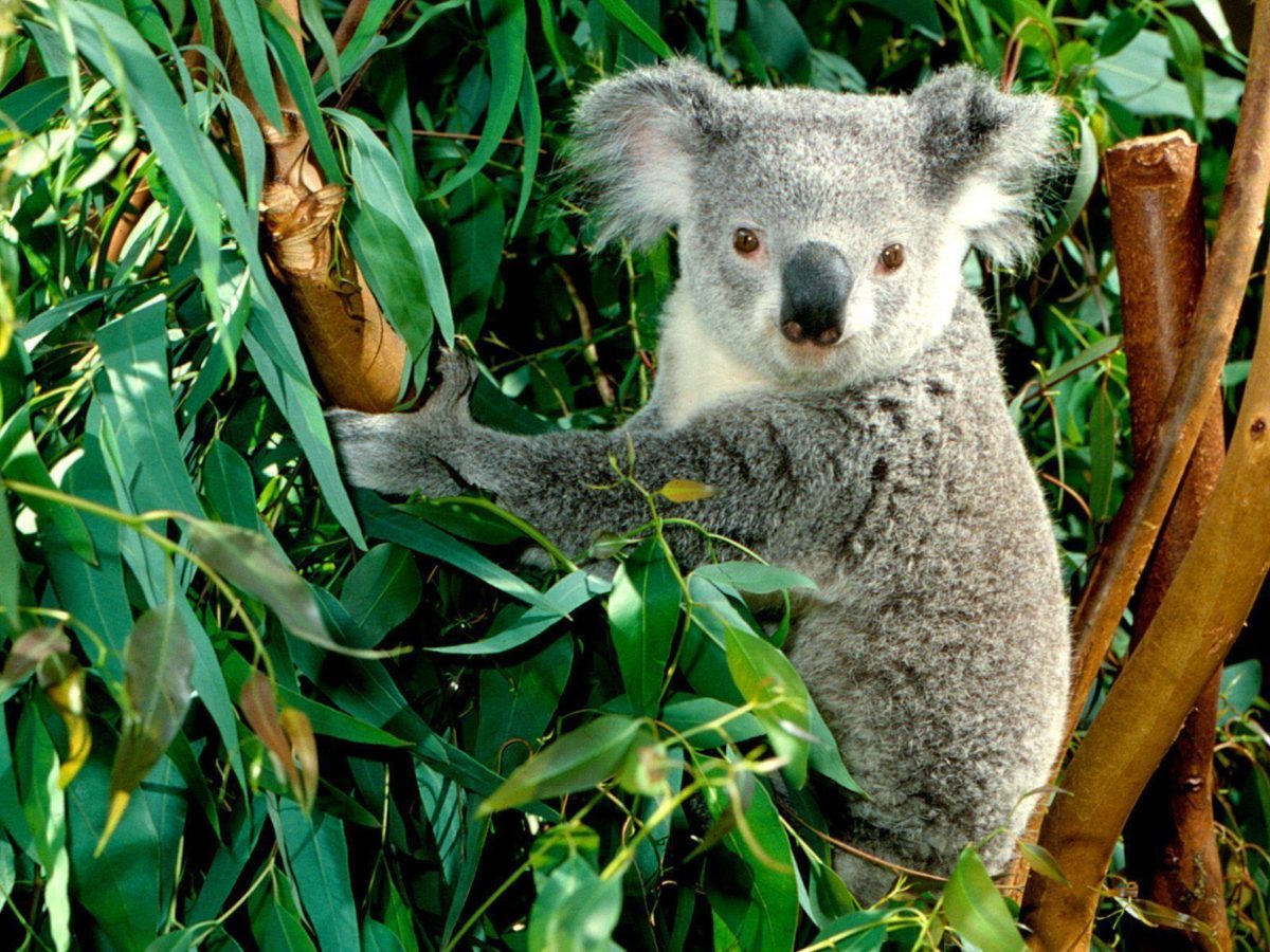 Koala – Australia Wallpaper (23340501) – Fanpop