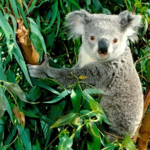 download Koala – Australia Wallpaper (23340501) – Fanpop