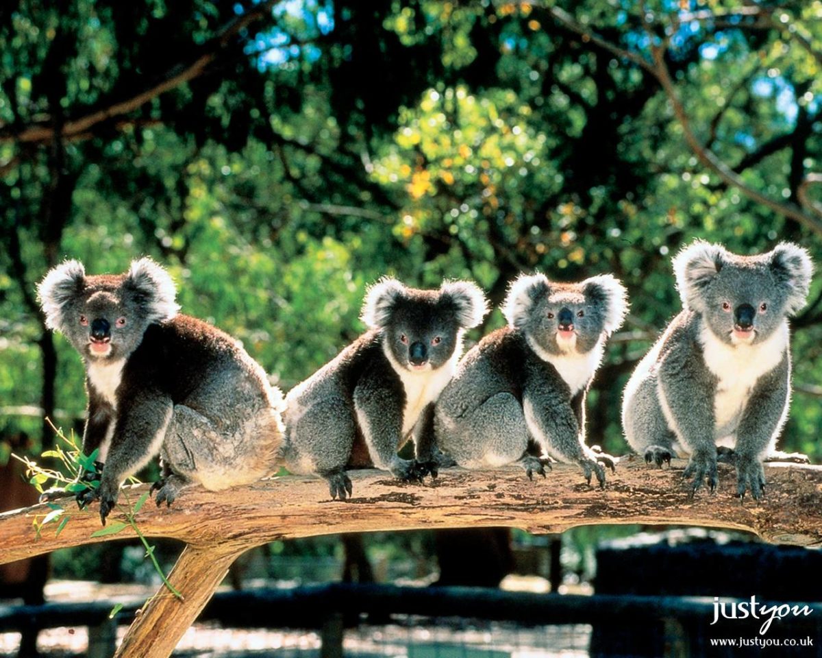 43 Koala Wallpapers | Koala Backgrounds