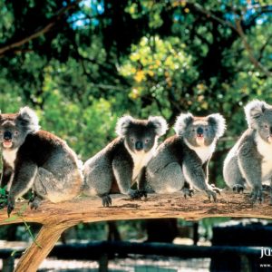 download 43 Koala Wallpapers | Koala Backgrounds