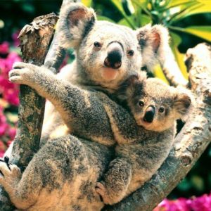 download Animals For > Koala Wallpaper Windows 7
