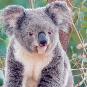 download Wallpapers For > Koala Wallpaper Windows 7