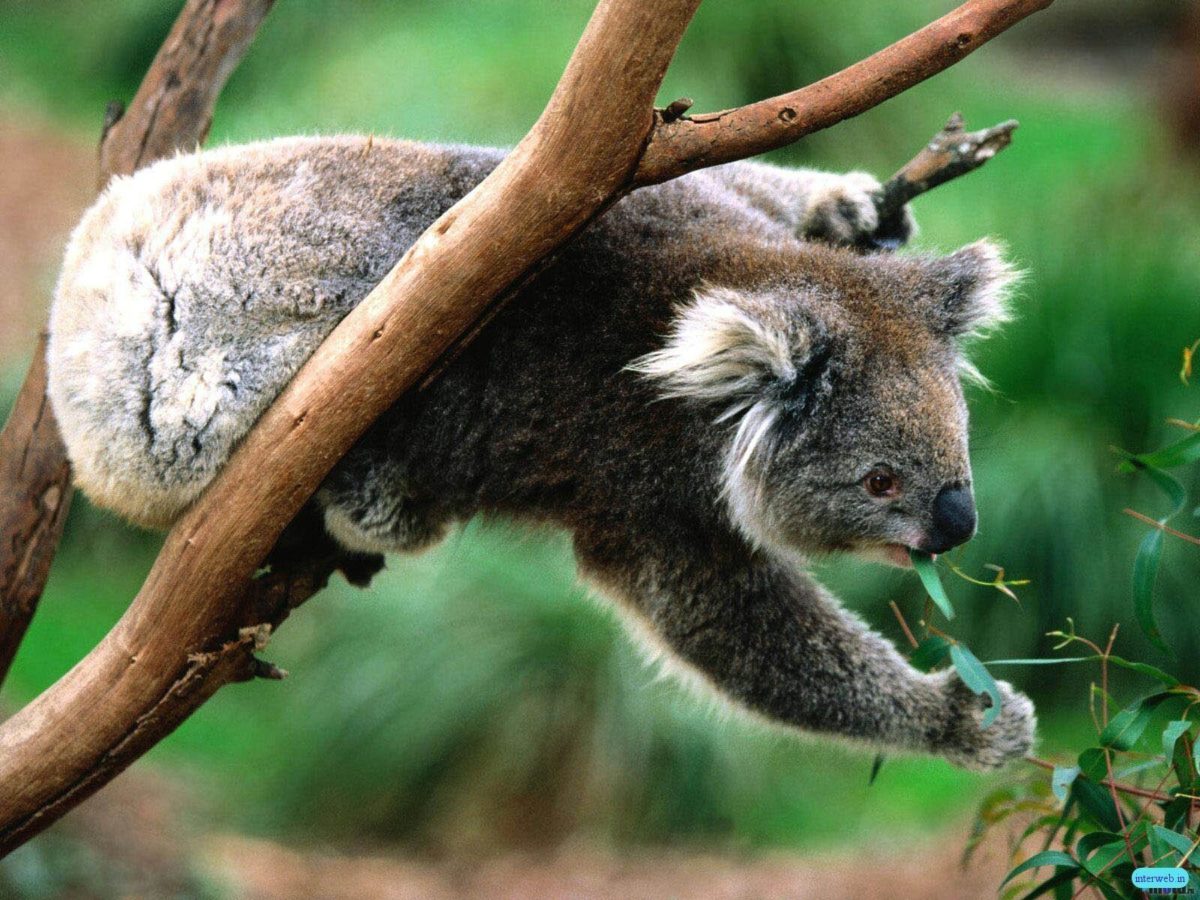 Koala Picture – Wallpaper Photo #