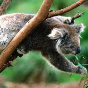 download Koala Picture – Wallpaper Photo #