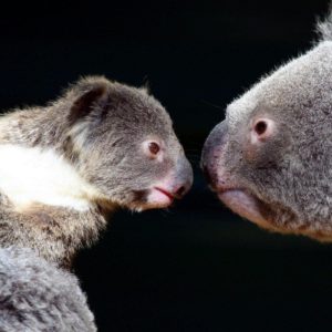 download 43 Koala Wallpapers | Koala Backgrounds