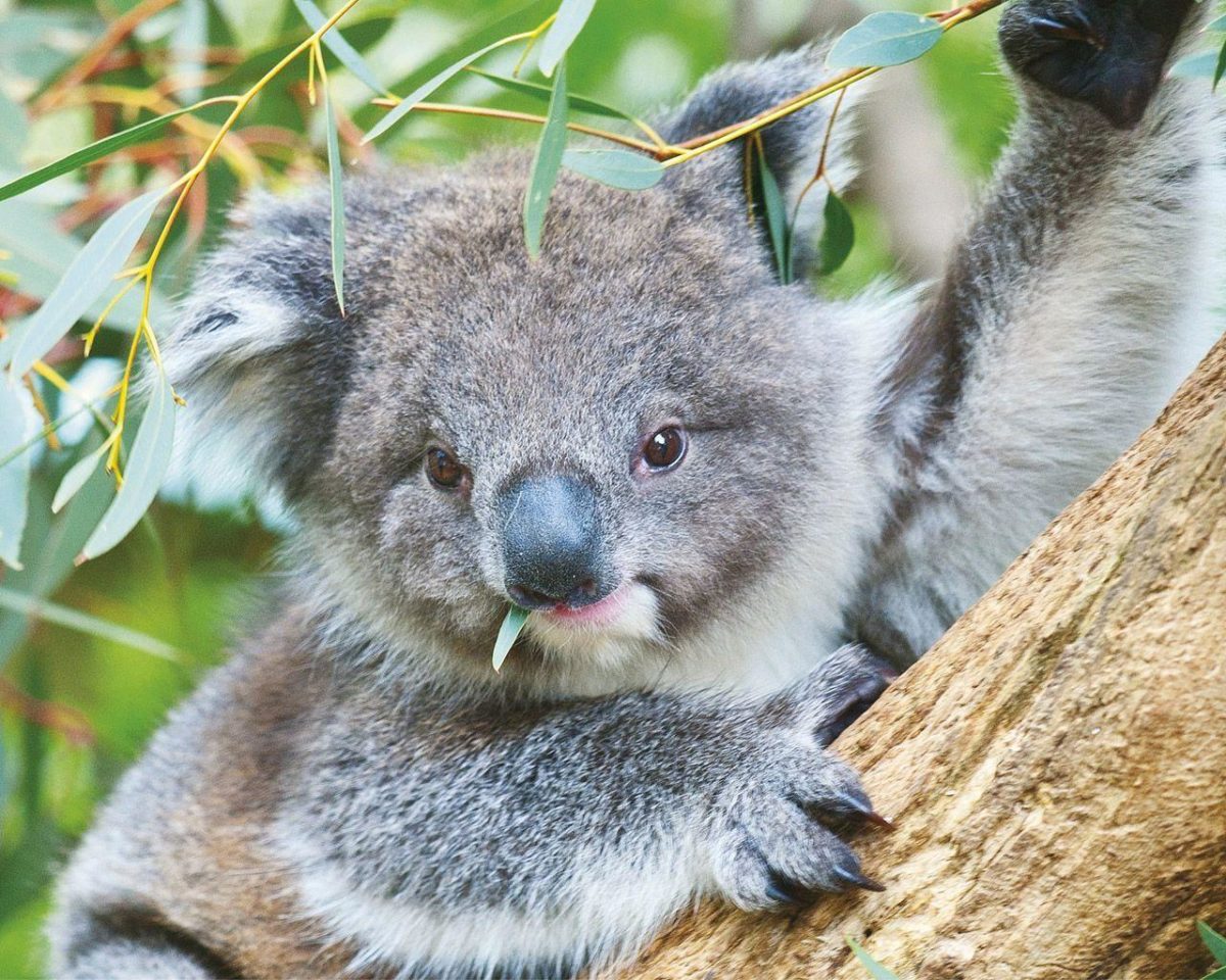Koala – Australia Wallpaper (32220219) – Fanpop