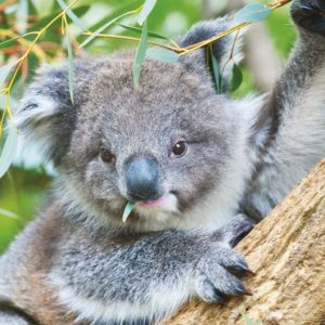 download Koala – Australia Wallpaper (32220219) – Fanpop