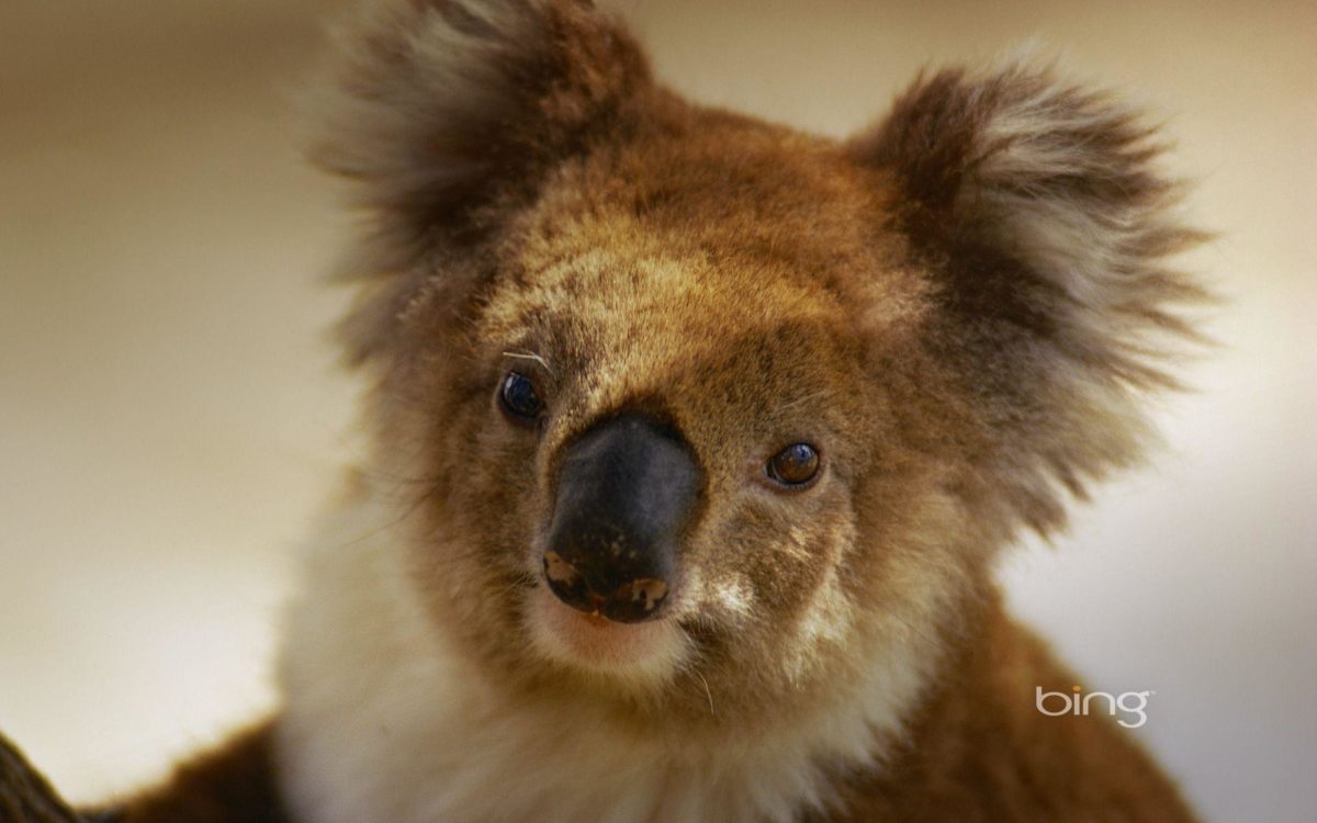 Australian national treasure naive koala wallpaper – 1920×1200 …
