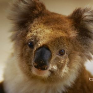 download Australian national treasure naive koala wallpaper – 1920×1200 …
