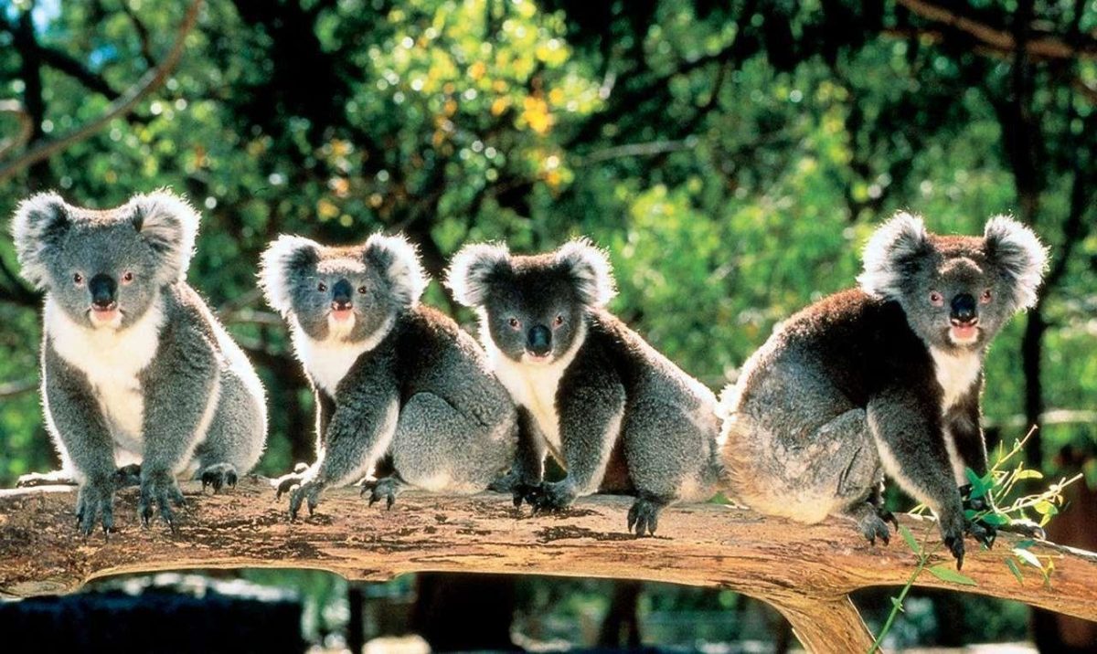 Cute Koala Bears in Trees Australia 1279×763 – High Definition …