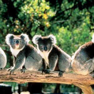 download Cute Koala Bears in Trees Australia 1279×763 – High Definition …