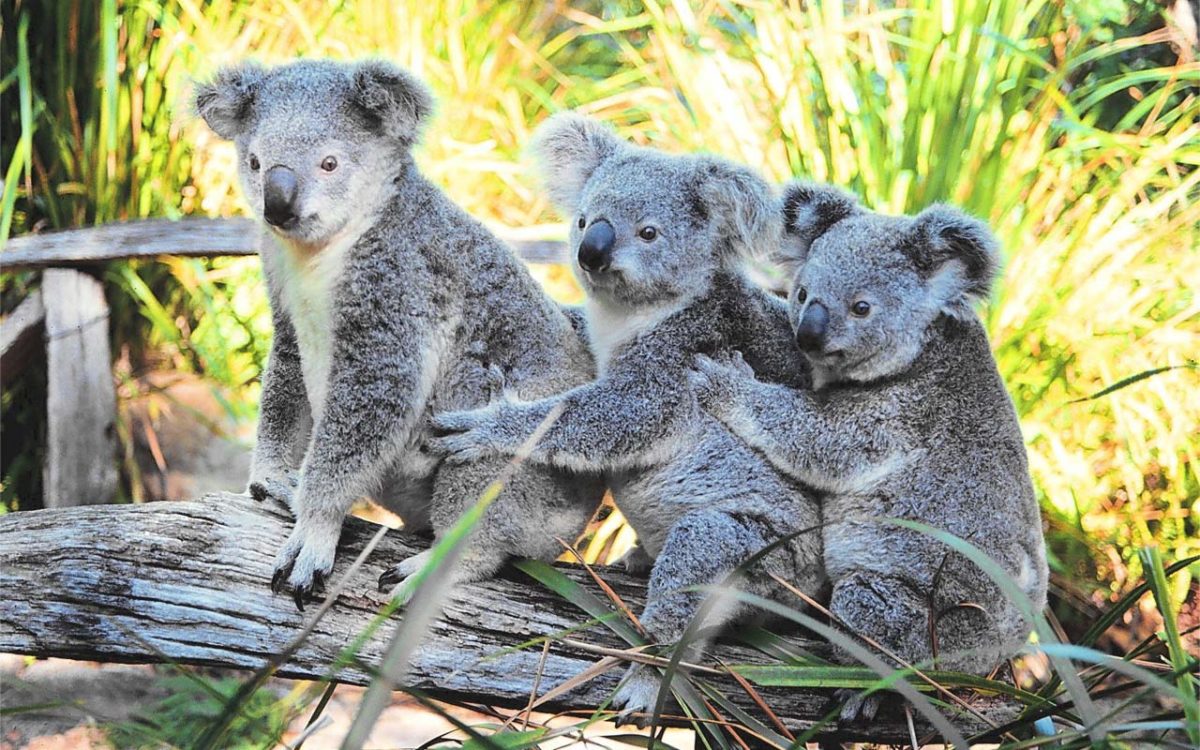 Fluffy Koalas HD Wallpaper 1920×1080