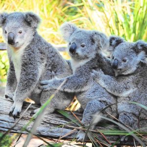 download Fluffy Koalas HD Wallpaper 1920×1080