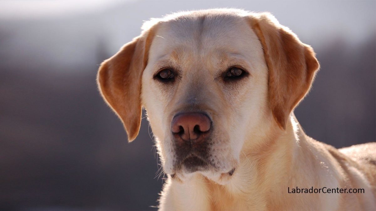 Labrador Center – Labrador Retriever Desktop and Background Images