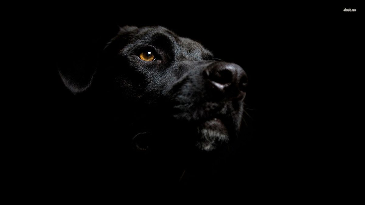 Fonds d'écran Labrador : tous les wallpapers Labrador