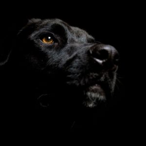 download Fonds d'écran Labrador : tous les wallpapers Labrador