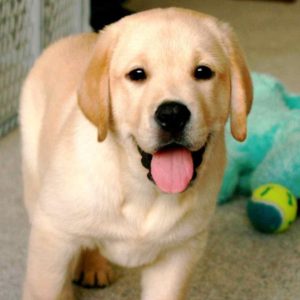 download Yellow Lab Puppy Wallpaper