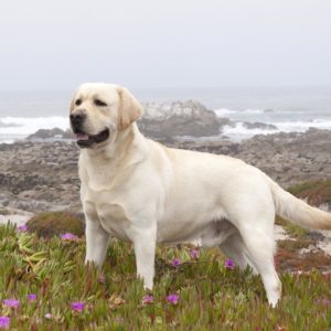 download Yellow Labrador Retriever Wallpaper Images & Pictures – Becuo