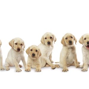 download Pictures Of Labrador Pups 16152 Wallpaper – Res: 1024×768 …