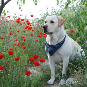 download Labrador Retriever | HD Wallpapers