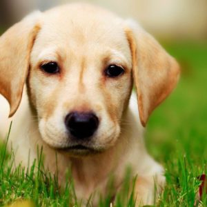 download Labrador puppy wallpaper – Animal wallpapers – #