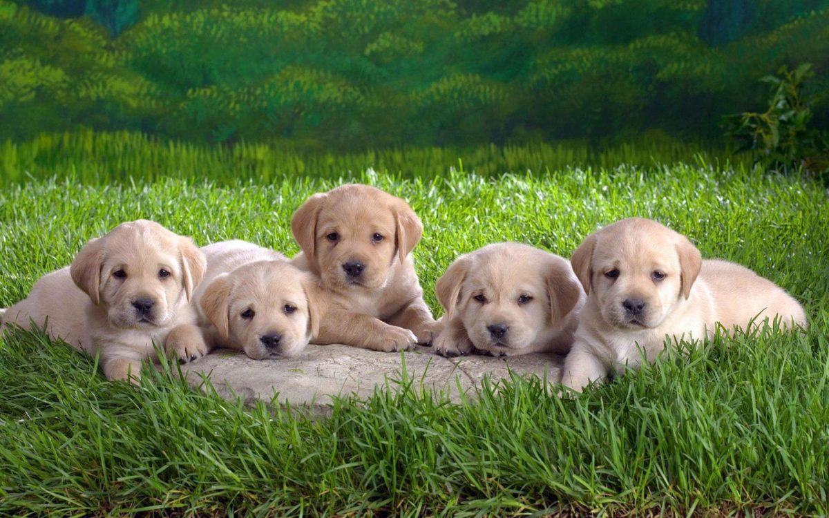 Most Downloaded Labrador Wallpapers – Full HD wallpaper search