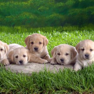 download Most Downloaded Labrador Wallpapers – Full HD wallpaper search