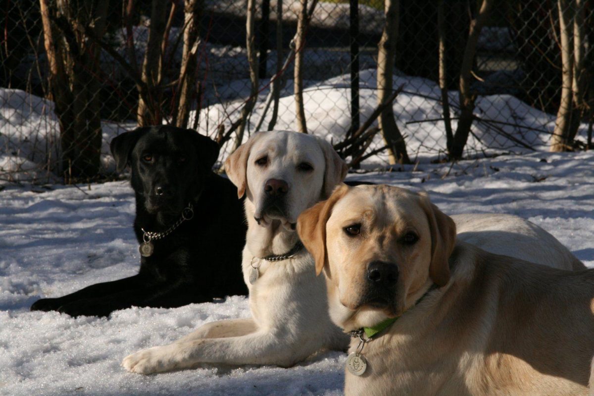 Labrador (Lab) Retriever Wallpaper, Puppy Pictures, Breed Info …