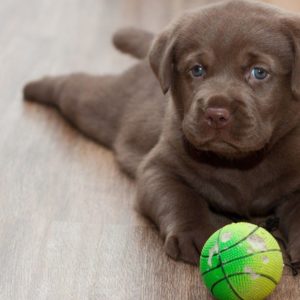 download labrador retriever playing ball wide hd wallpaper – WPWide