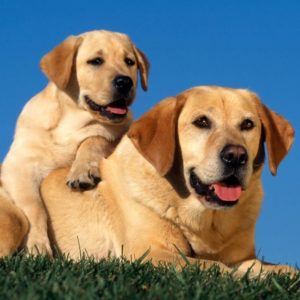 download Normal (4:3) Labrador Dogs Wallpaper
