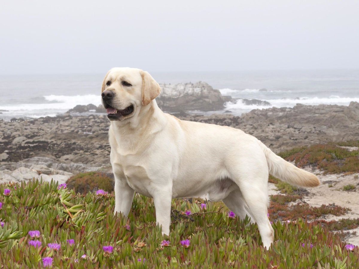 Labrador Retriever Wallpaper Photos Desktop | Best Quality HD …