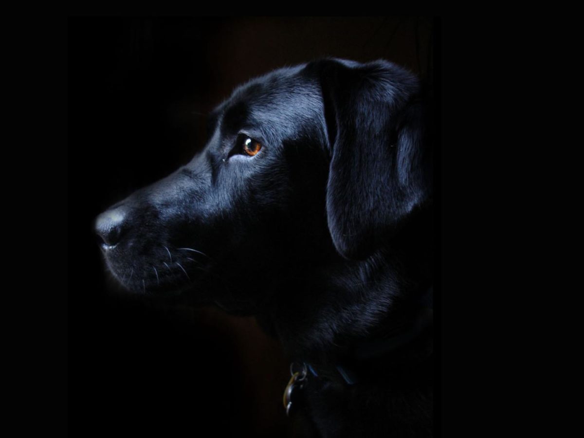 Image – Labrador-retriever-black-dog-free-wallpaper-1600×1200.jpg …