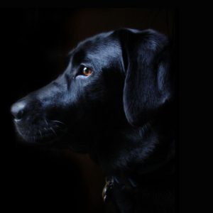 download Image – Labrador-retriever-black-dog-free-wallpaper-1600×1200.jpg …