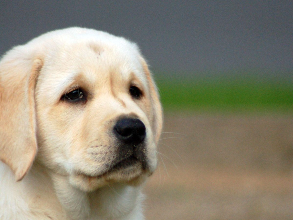 Labrador Puppies Wallpapers | HD Wallpapers Base – m5x.