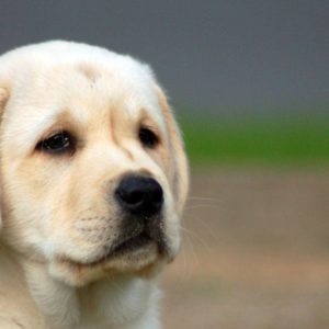 download Labrador Puppies Wallpapers | HD Wallpapers Base – m5x.