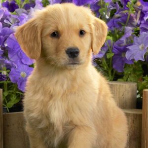 download Yellow Labrador Puppy Wallpapers | HD Wallpapers