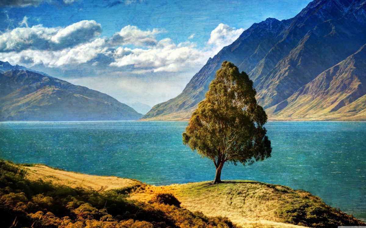 Tree By The Lake HD desktop wallpaper : High Definition …