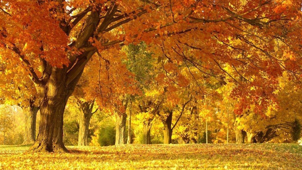 Laptop Backgrounds Free 31 Widescreen HD Background And Wallpaper …