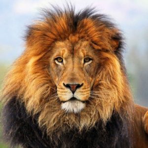 download 764 Lion Wallpapers | Lion Backgrounds