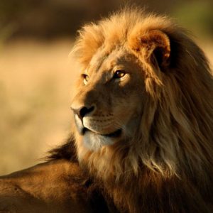 download 764 Lion Wallpapers | Lion Backgrounds