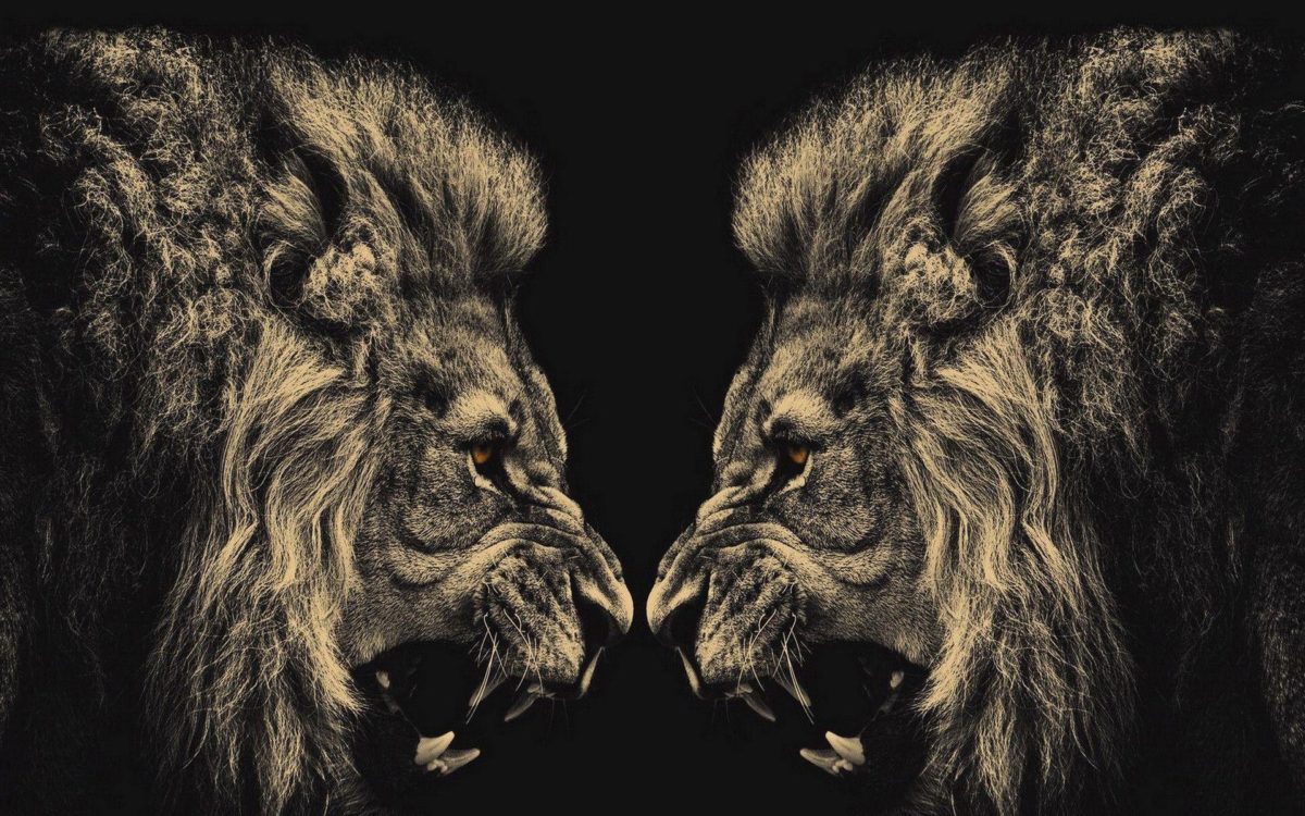 764 Lion Wallpapers | Lion Backgrounds