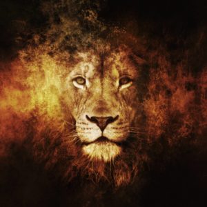 download Lion Wallpaper – Full HD wallpaper search