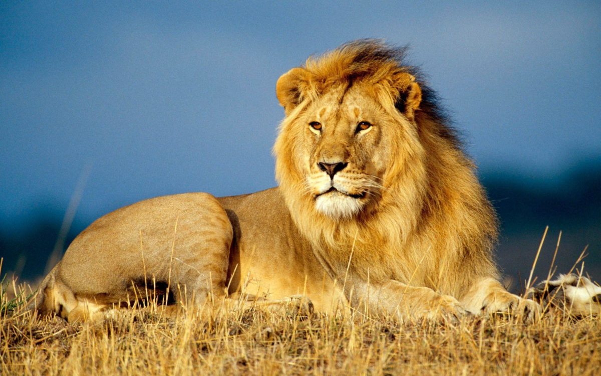 African Lion King Wallpapers | HD Wallpapers