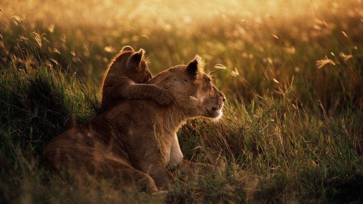African Lion Wallpapers | HD Wallpapers