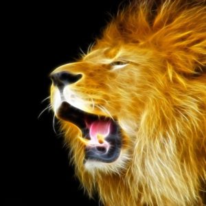 download Download Lion Wallpapers – HD Wallpapers Inn